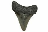 Juvenile Megalodon Tooth - South Carolina #353311-1